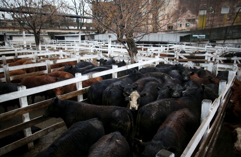 Cattle for sale are seen inside corrals at the Liniers