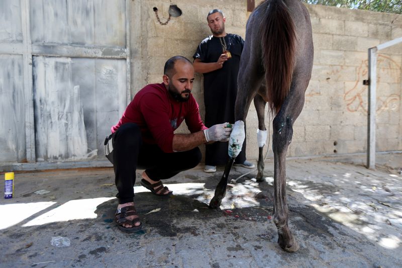 A man treats the horse of Palestinian Omar Shahin, which