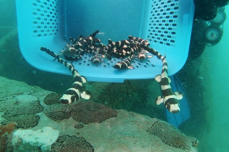 A conservationist holds brownbanded bamboo sharks before they are released