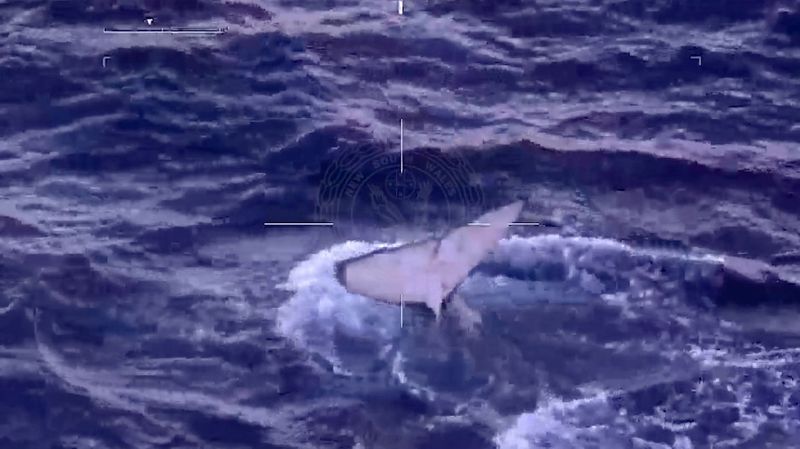 An aerial view of an entangled whale in this still