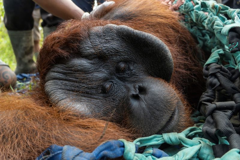 Indonesia releasing a male Borneo orangutan into conservation forest. of