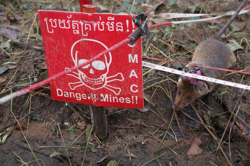 A mine detection rat sniffs for landmines in an area