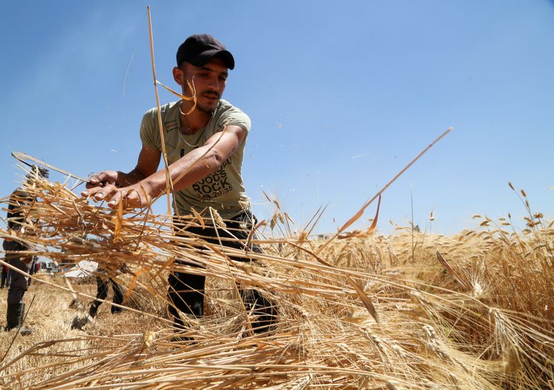 Farmer harvests wheat in a field in Deir Khabieh