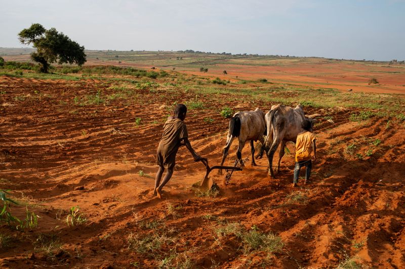 Children attempt to plough a plantation using cattle in Grand