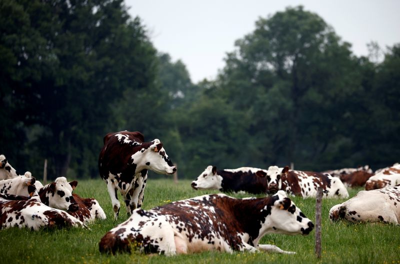 FILE PHOTO: Cows gather in a field in Saint-Hilaire-de-Chaleons