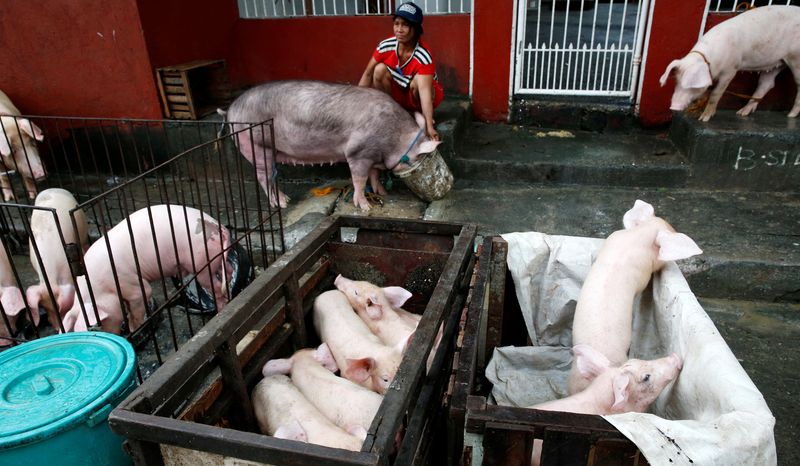 A woman feeds her pig next to other hogs after