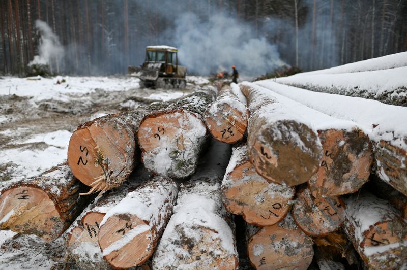 FILE PHOTO: Specialists fell pine trees in the Omsk region