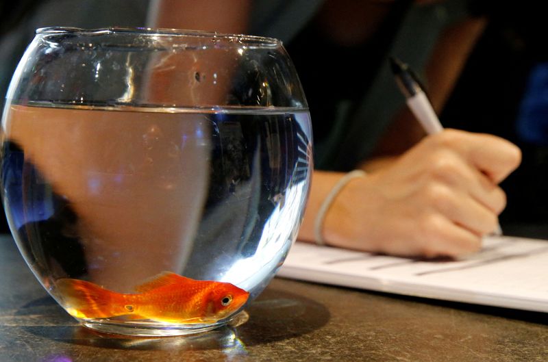 FILE PHOTO: Emie Le Fouest from Paris brings her goldfish