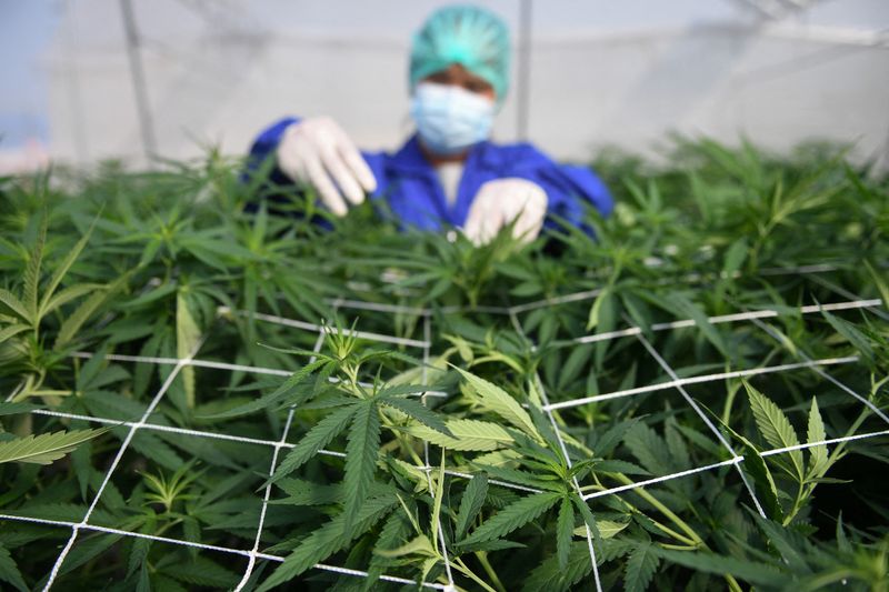 FILE PHOTO: A worker inspects marijuana leaves and care for