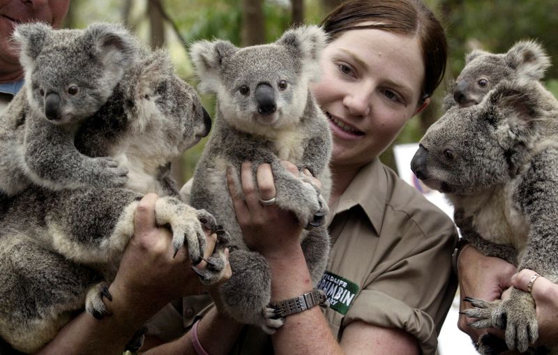 FILE PHOTO: Wildlife officer poses with koalas