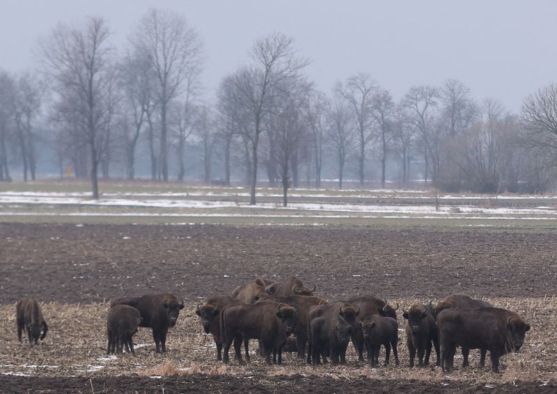 FILE PHOTO: Herd of bison is seen on the field