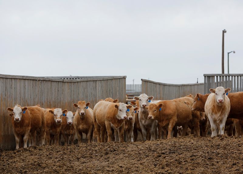 Beef cattle at the Kasko Cattle feedlot near Coaldale