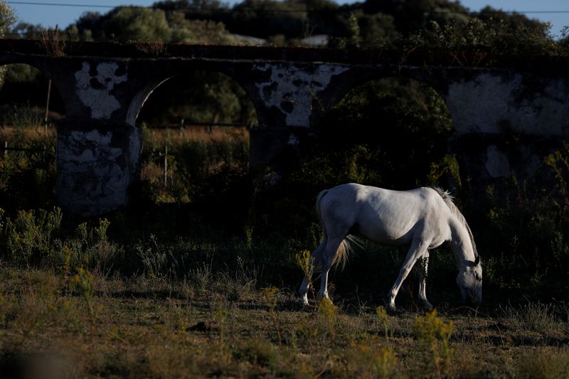 FILE PHOTO: A horse eats grass next to an old