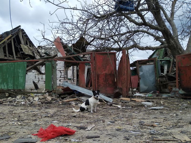 A dog is seen in front of a house damaged