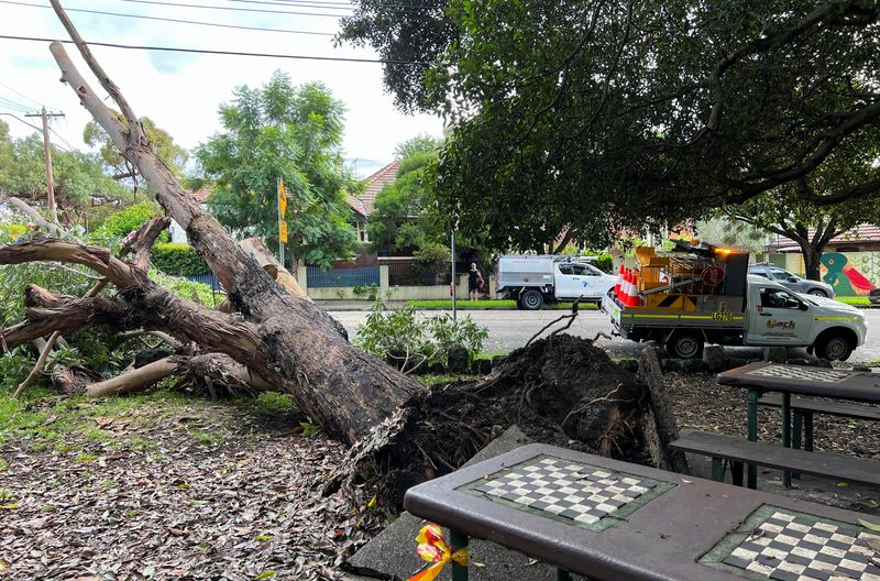 A tree lies toppled in a park following an overnight