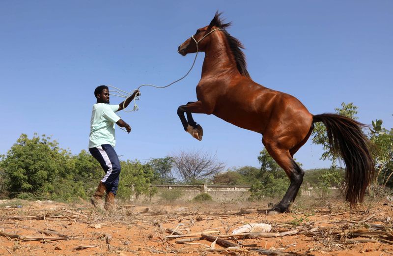 Neighs and hay as Somali capital opens first horse riding