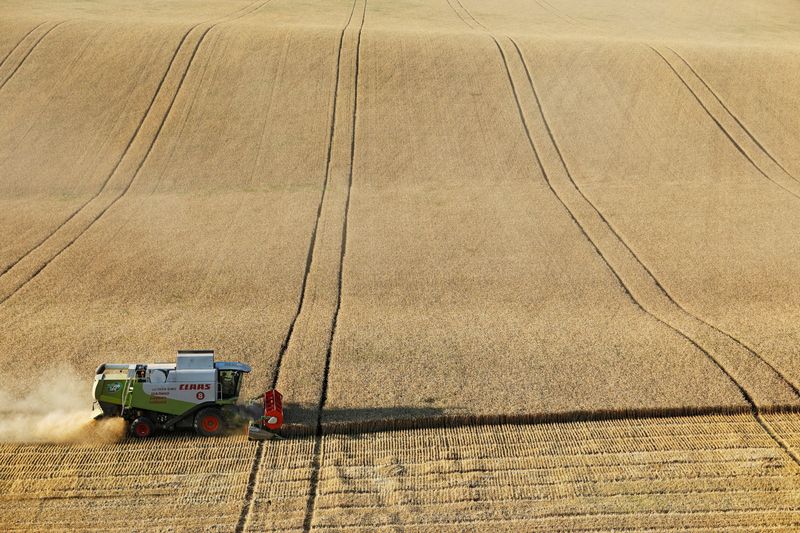FILE PHOTO: A combine harvests wheat in a field in