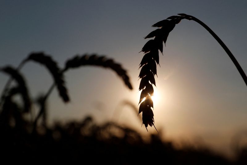 FILE PHOTO: Ears of wheat are seen in a field