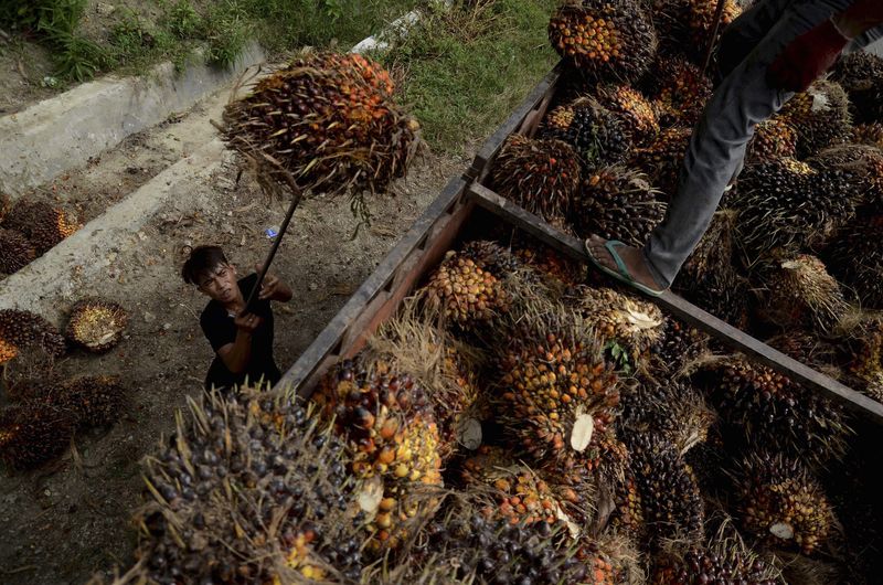 A worker loads palm fruit at a palm oil plantation