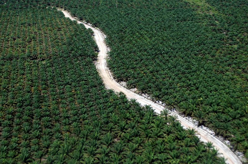 FILE PHOTO: Aerial photo of oil palm plantations in Dumai