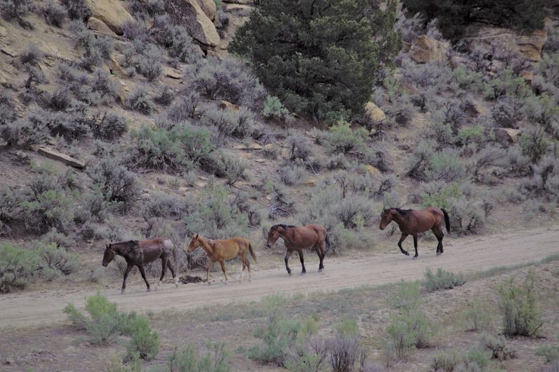 FILE PHOTO: Wild horses walk near the West Douglas Herd