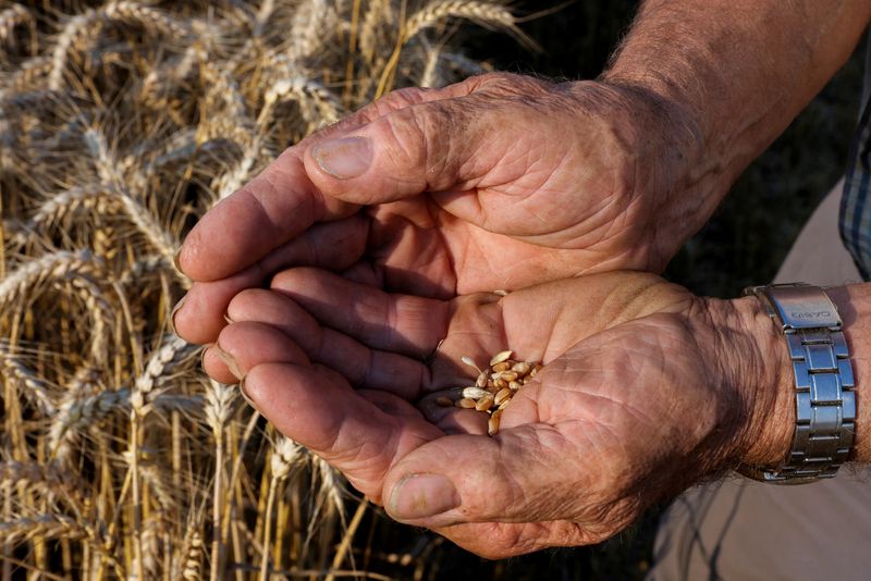 FILE PHOTO: A French farmer displays grains of wheat as