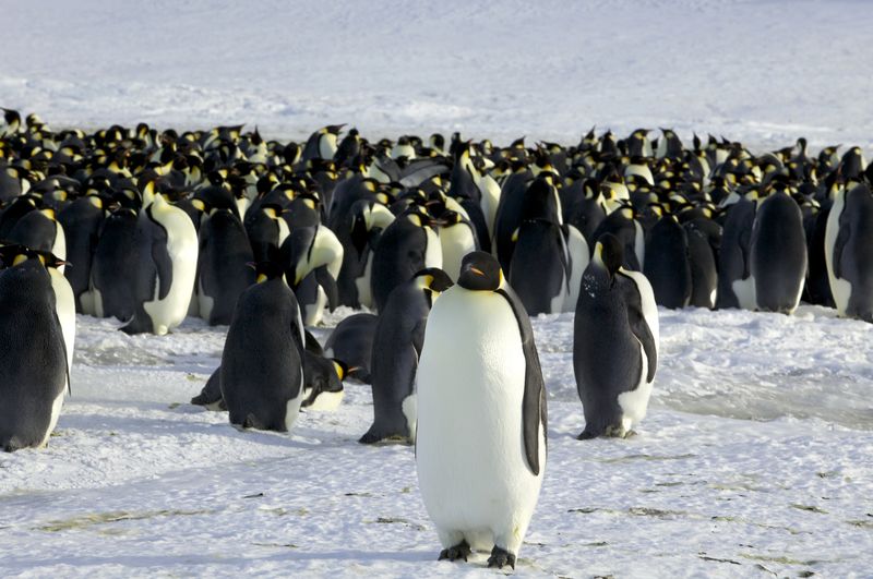 Emperor penguins are seen in Dumont d’Urville, Antarctica
