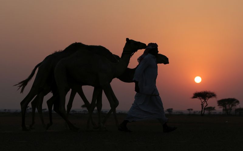 A camel herder walks near Adhen Village