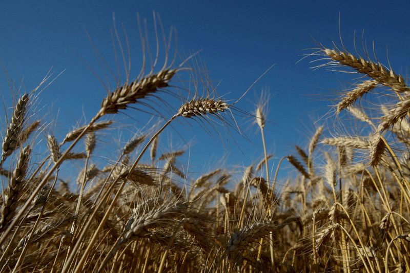 FILE PHOTO: Ears of wheat are seen in field in