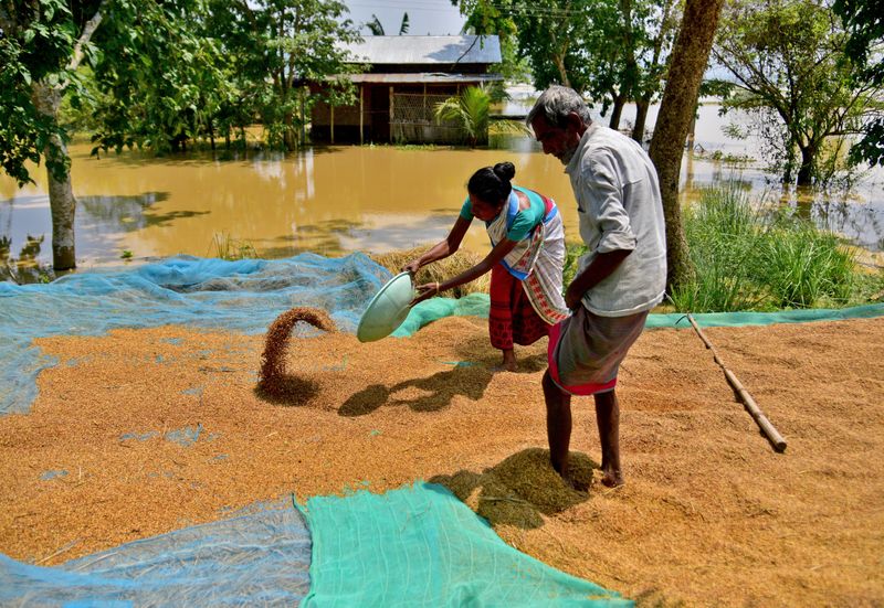 Villagers affected by flood dry their paddy crop on a