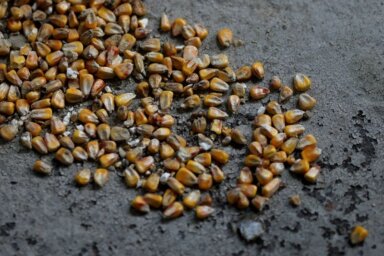FILE PHOTO: Grains are pictured at the Mlybor flour mill